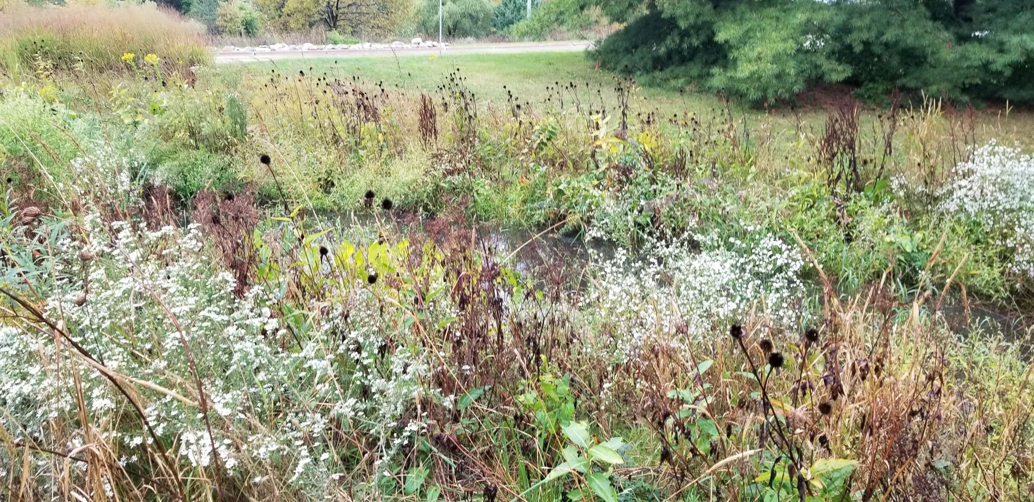 Insecticide fly-over spray delayed due to weather, Kalamazoo at risk of rare but fatal mosquito borne virus